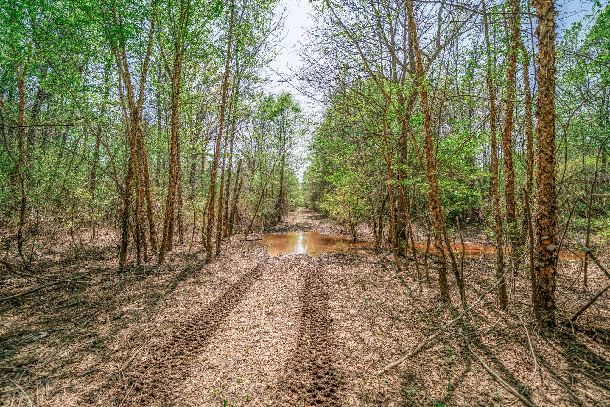 Upshur County Whitetail and Duck Hunting Property