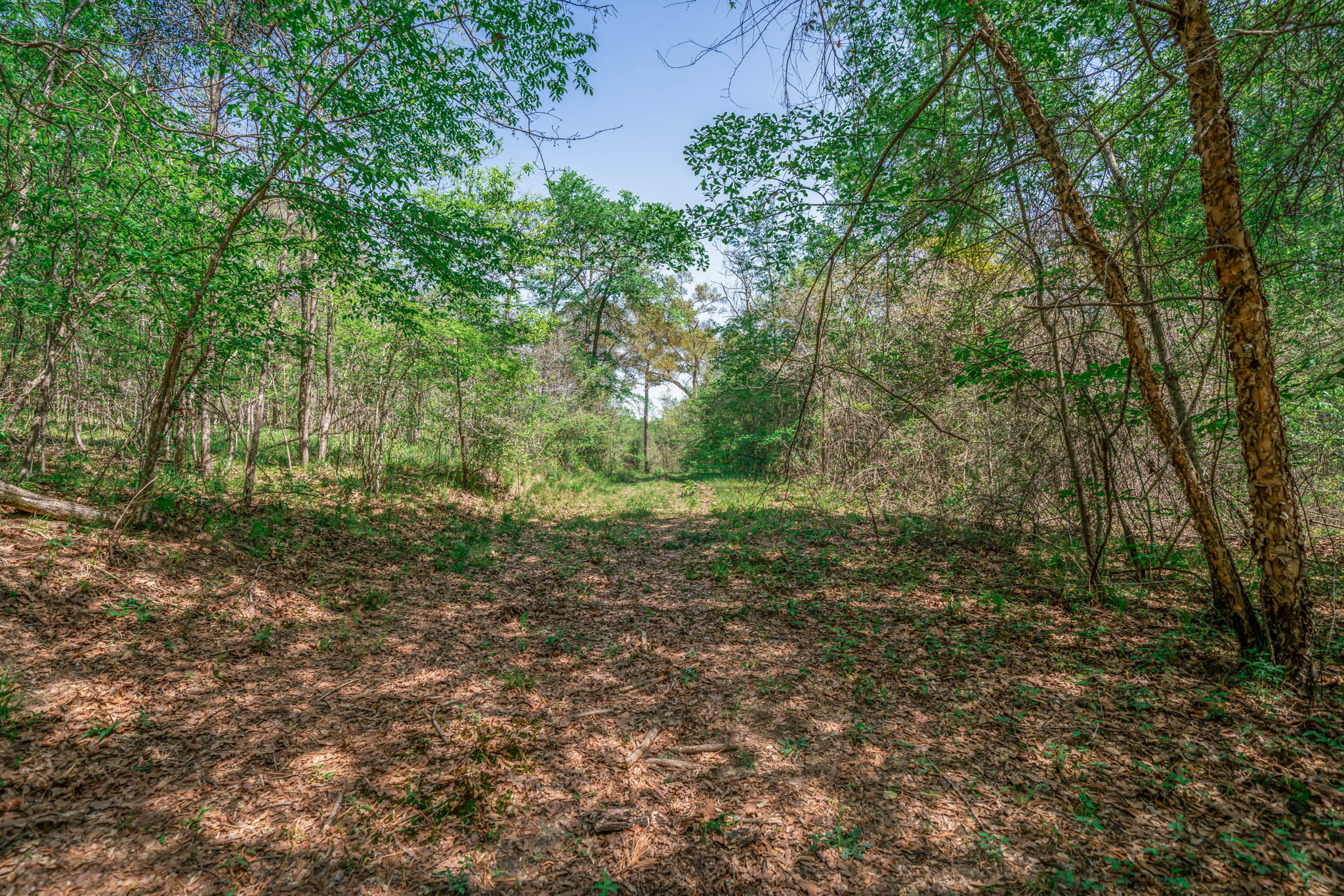 Upshur County Whitetail and Duck Hunting Property