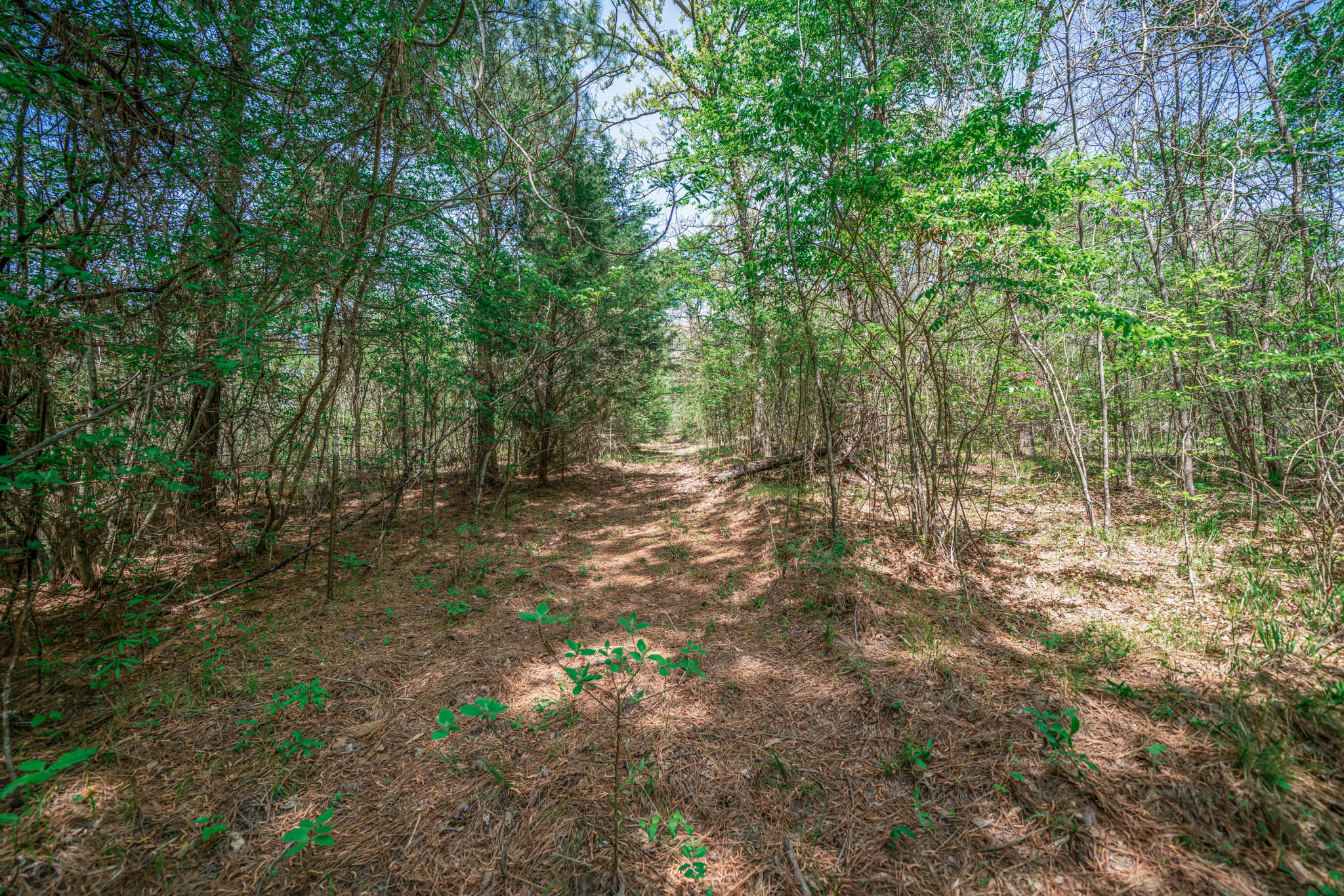 Upshur County Whitetail and Duck Hunting Property