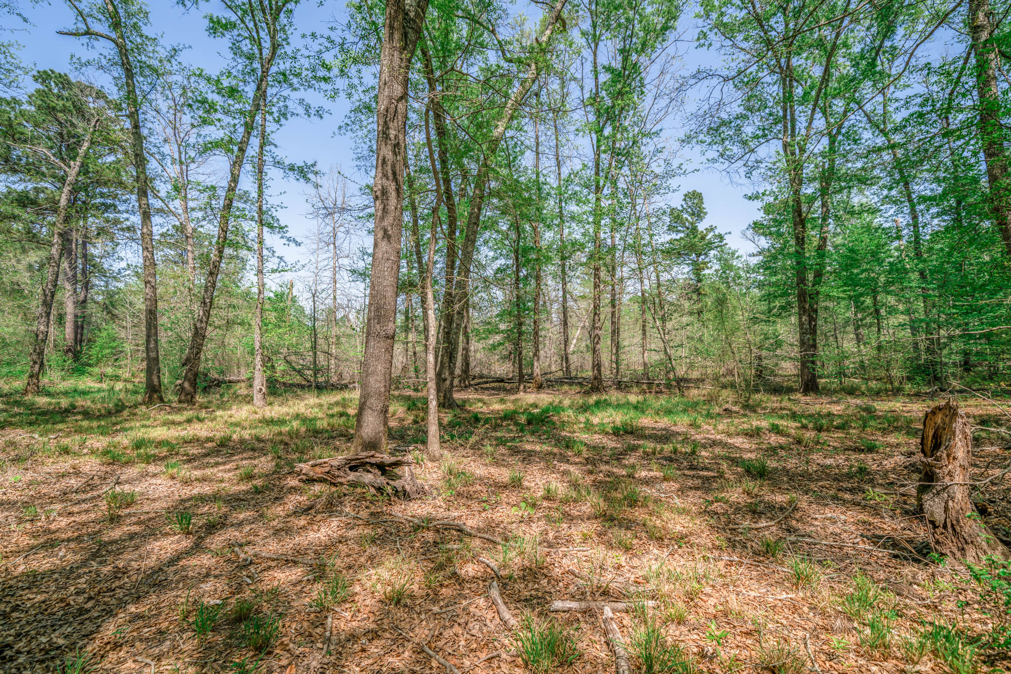 Upshur County Whitetail and Duck Hunting Property