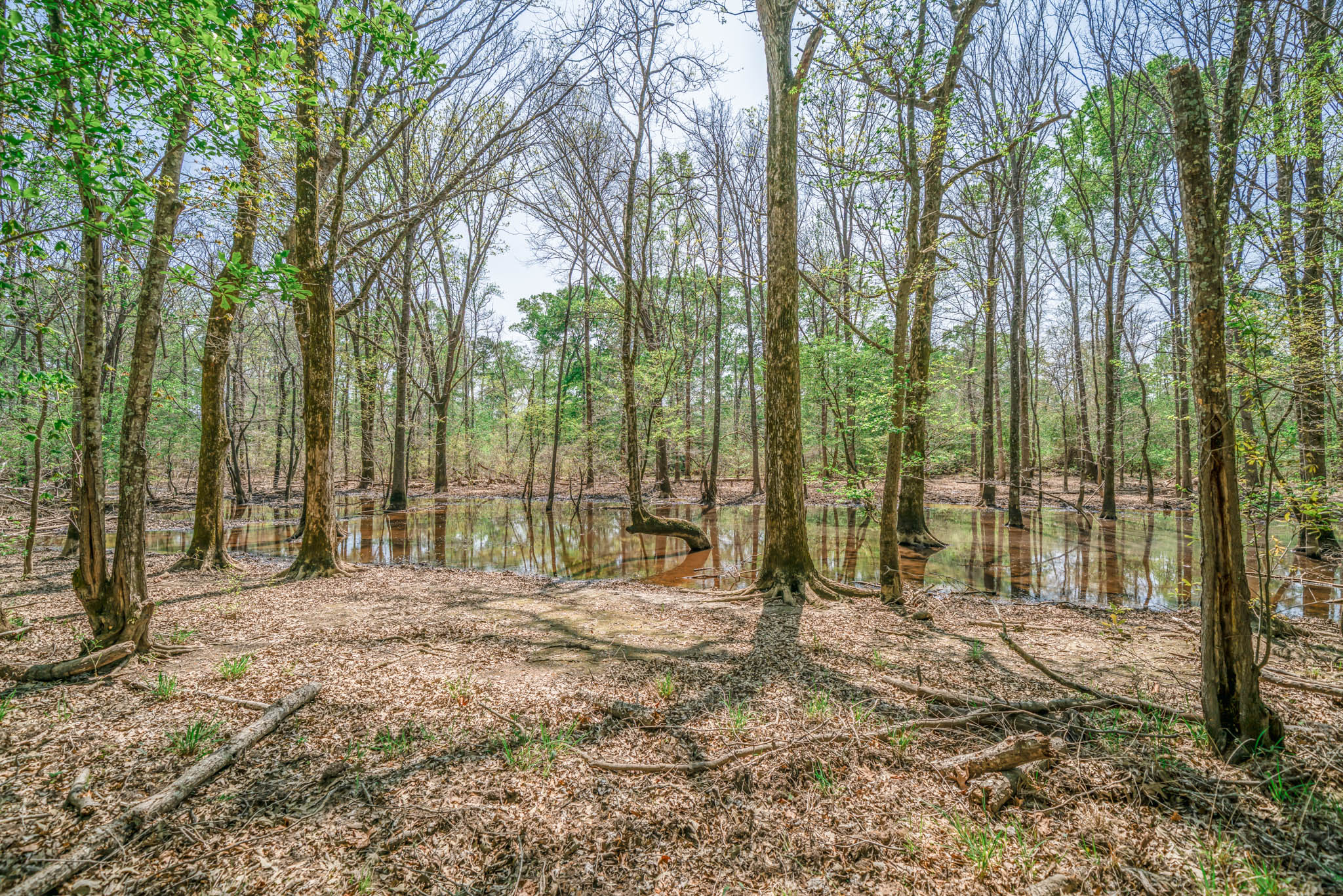 Upshur County Whitetail and Duck Hunting Property
