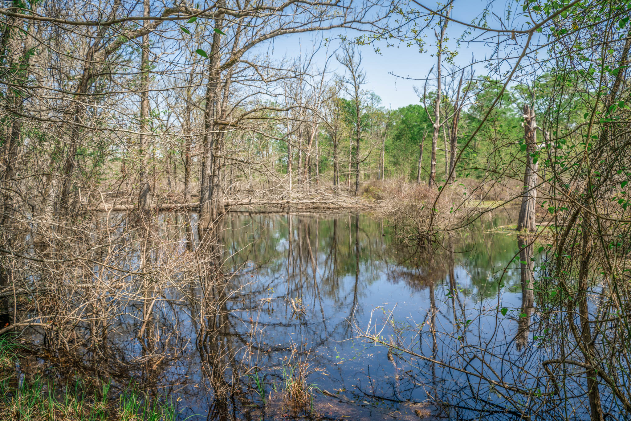 Upshur County Whitetail and Duck Hunting Property