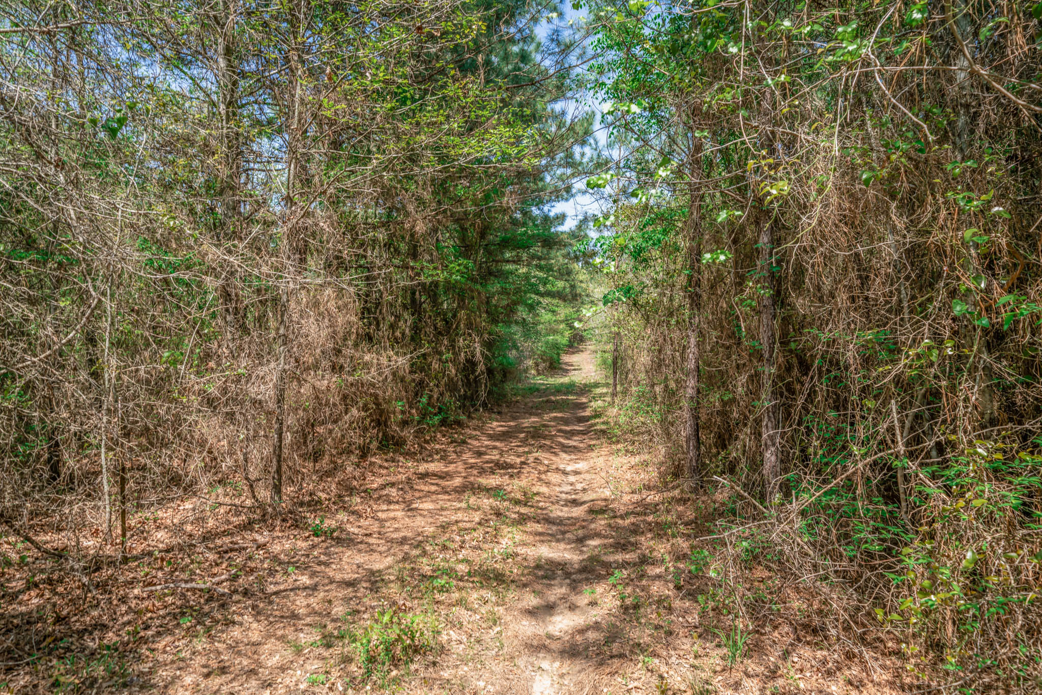 Upshur County Whitetail and Duck Hunting Property