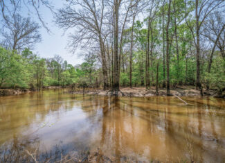 Upshur County Whitetail and Duck Hunting Property
