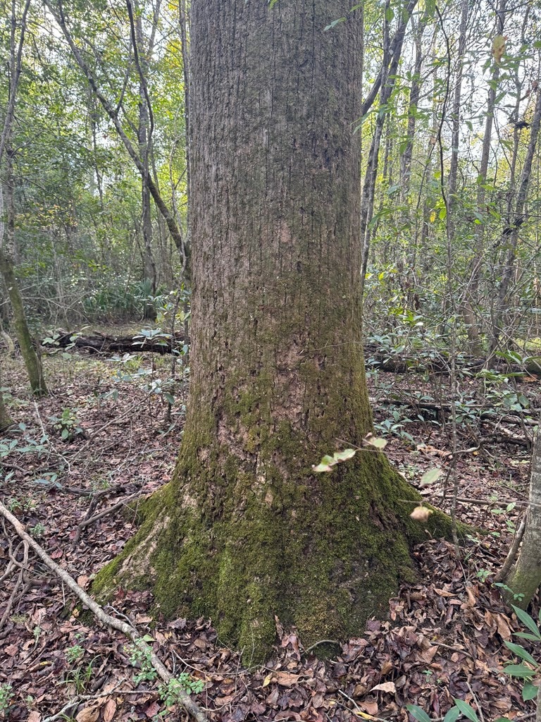 Land on the Tangipahoa River in Pike County, MS