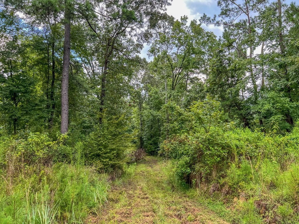 Hunting Land for Sale in Hinds County, MS