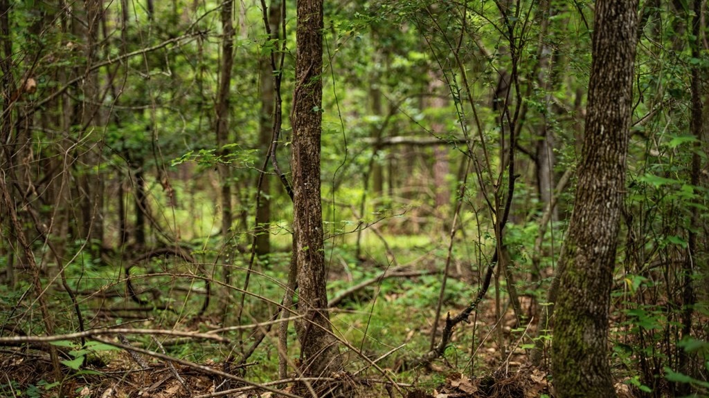 Hunting Land Near Homochitto National Forest, MS