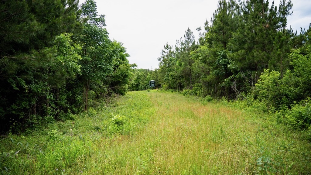 Hunting Land in Morehouse Parish, LA – Cypress Bayou 85