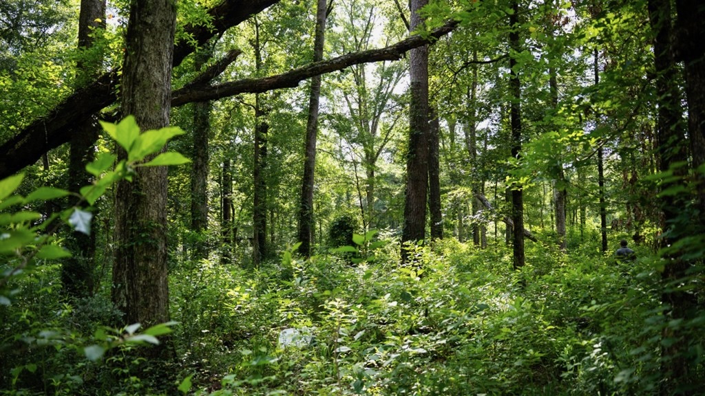Clinton 30 Acres for Sale – Rural Land Near Baton Rouge, LA