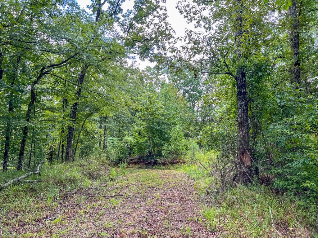 Hunting Land for Sale in Hinds County, MS