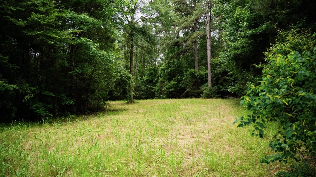Hunting Land Near Homochitto National Forest, MS