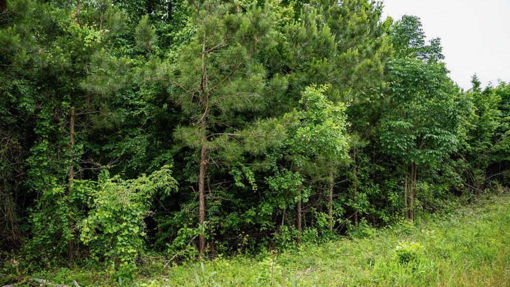Hunting Land in Morehouse Parish, LA – Cypress Bayou 85