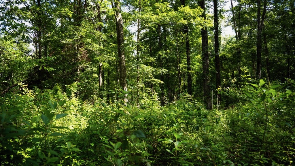 Clinton 30 Acres for Sale – Rural Land Near Baton Rouge, LA