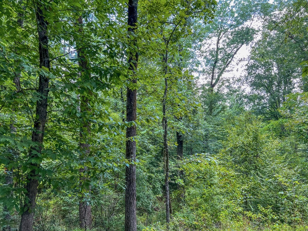 Hunting Land for Sale in Hinds County, MS