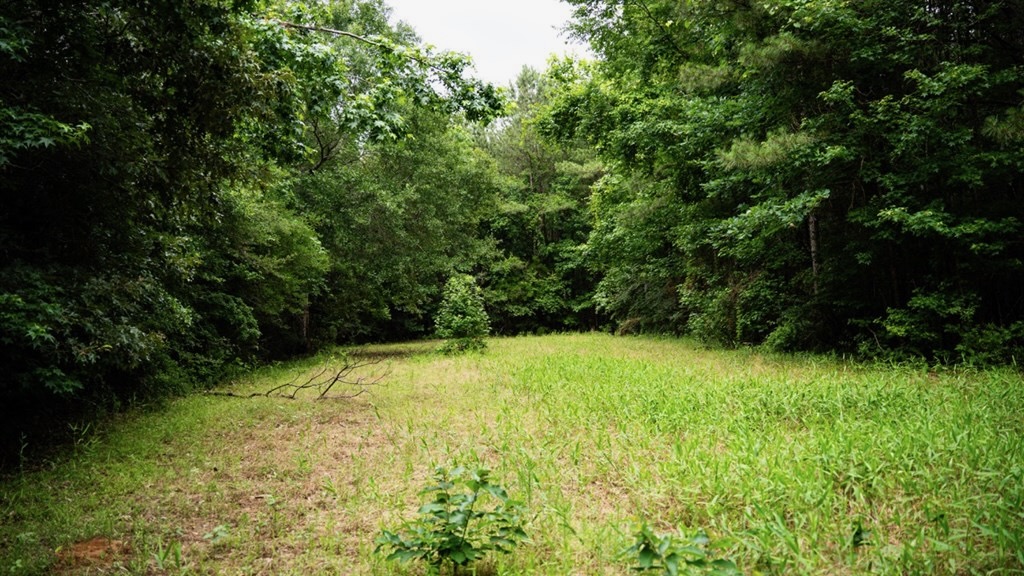 Hunting Land Near Homochitto National Forest, MS