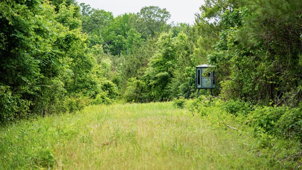 Hunting Land in Morehouse Parish, LA – Cypress Bayou 85