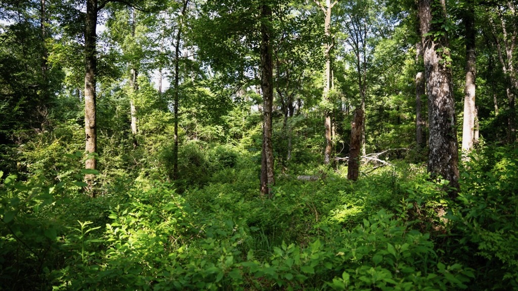 Clinton 30 Acres for Sale – Rural Land Near Baton Rouge, LA