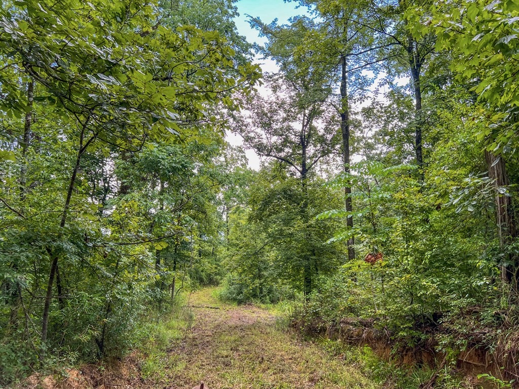 Hunting Land for Sale in Hinds County, MS