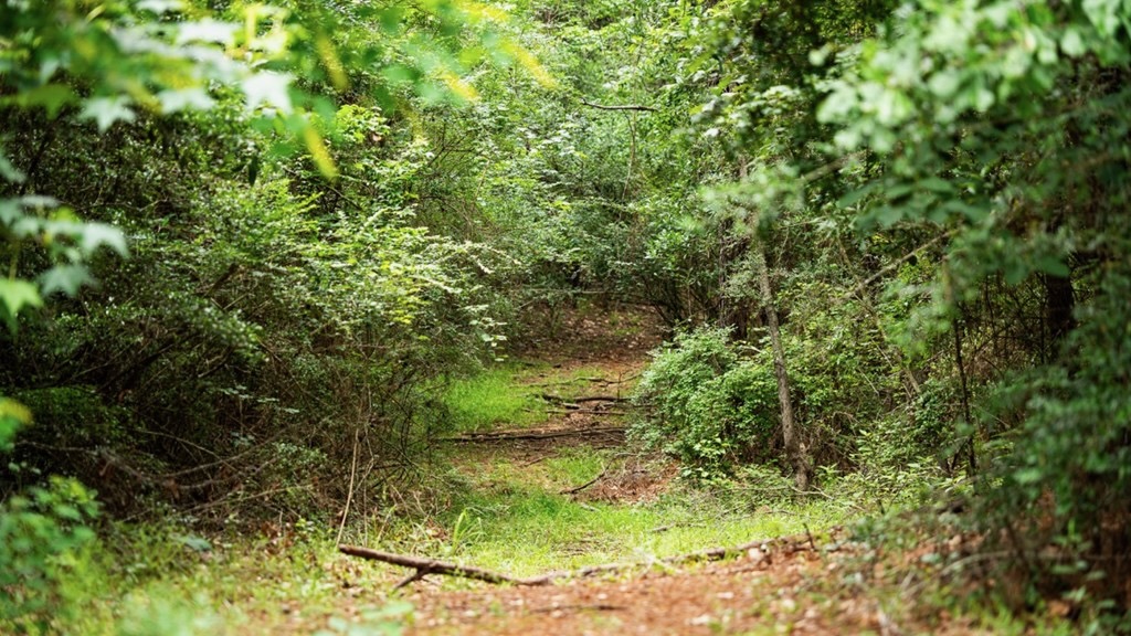 Hunting Land Near Homochitto National Forest, MS