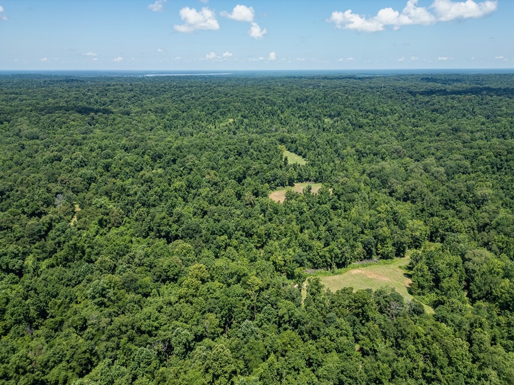 Hunting Land in Claiborne County, MS – Lonesome Pine