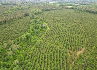 Hunting Land in Morehouse Parish, LA – Cypress Bayou 85