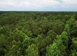 Hunting Land Near Homochitto National Forest, MS