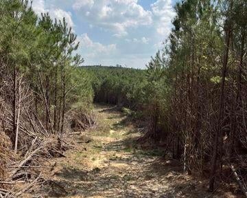 52 Acre Homesite Madison County Camden, MS