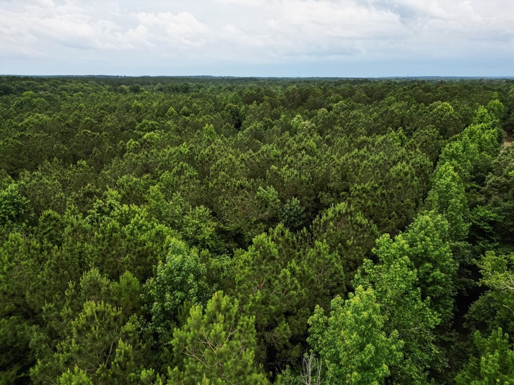 Hunting Land Near Homochitto National Forest, MS