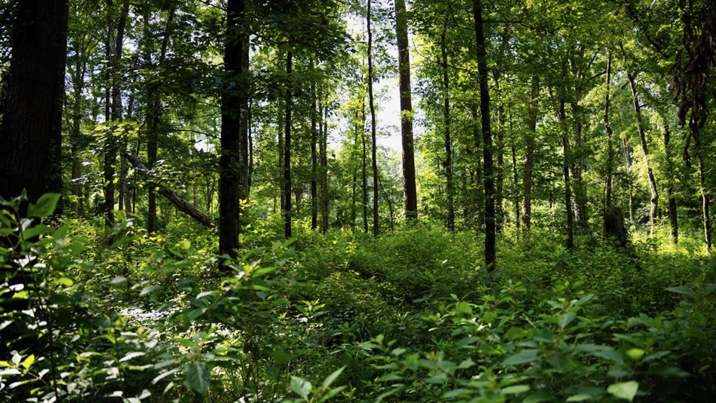 Clinton 30 Acres for Sale – Rural Land Near Baton Rouge, LA