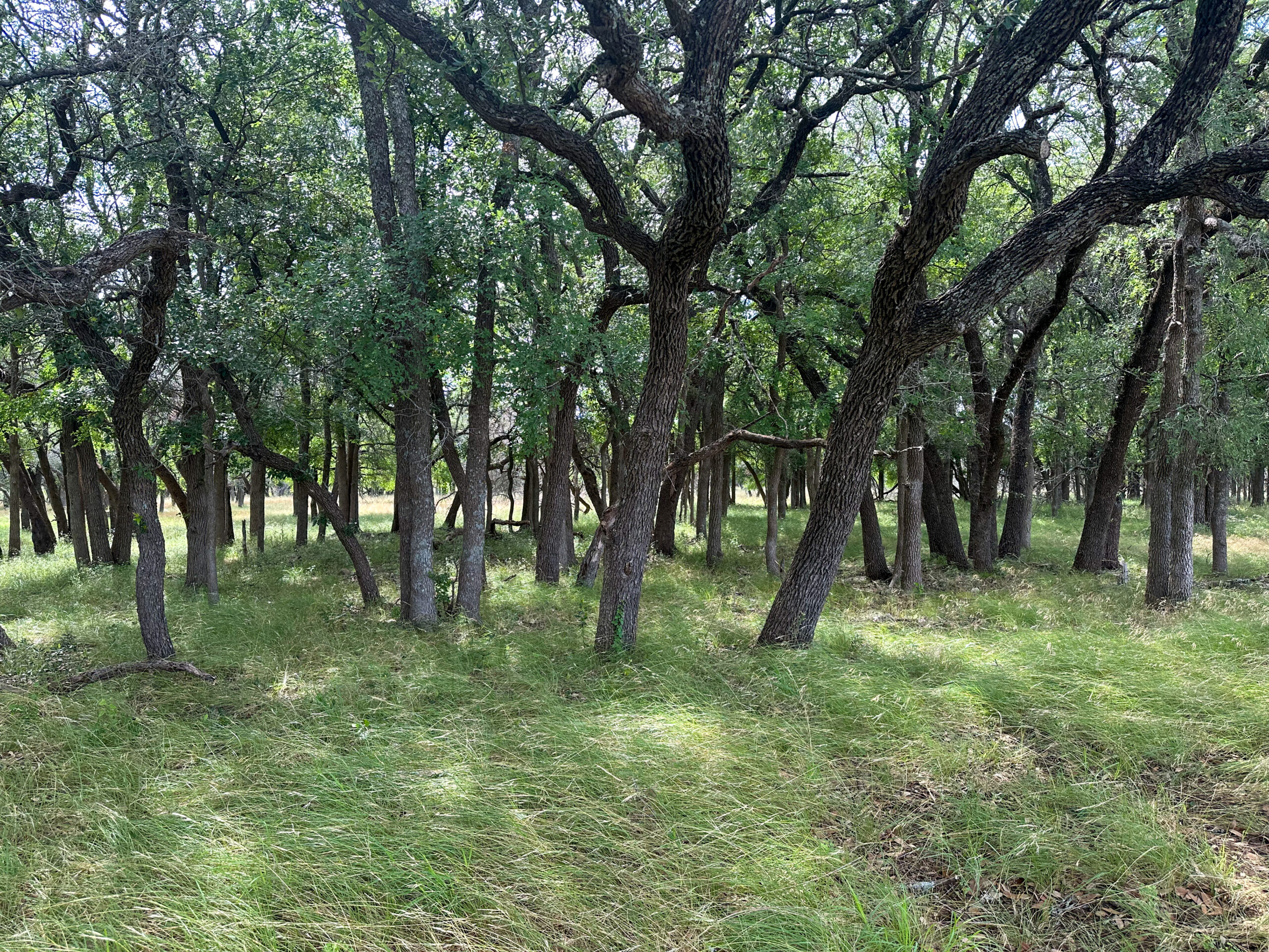 Own a Stunning Piece of Central Texas Land – Build, Hunt, or Escape