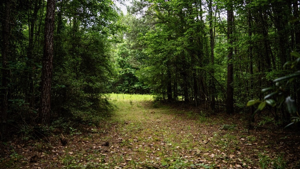 Hunting Land Near Homochitto National Forest, MS