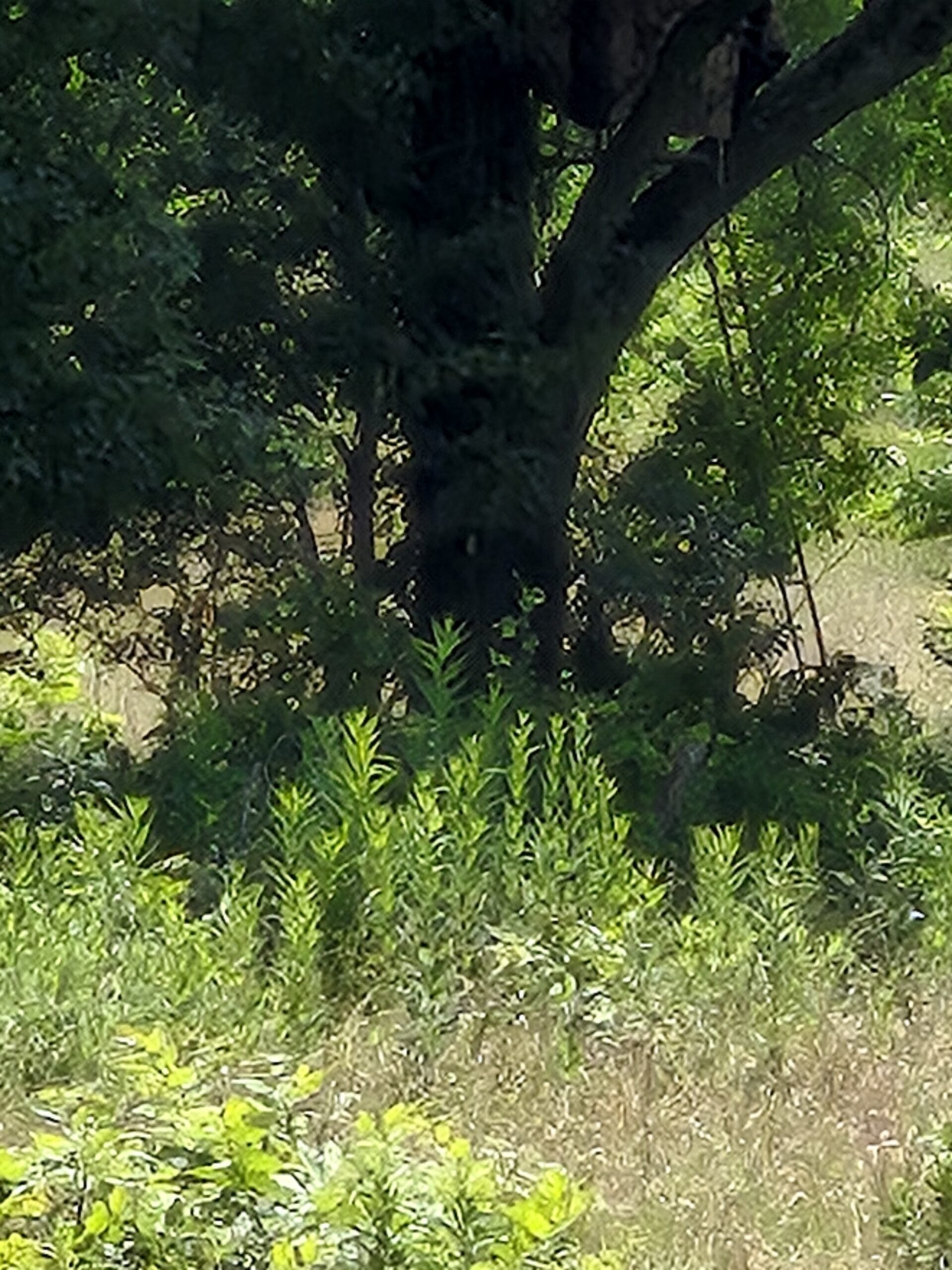 Recreational hunters dream location Bennington OK
