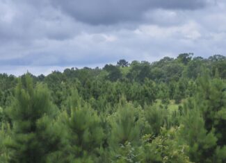 Recreational/Whitetail and hunting property with income producing pine timber