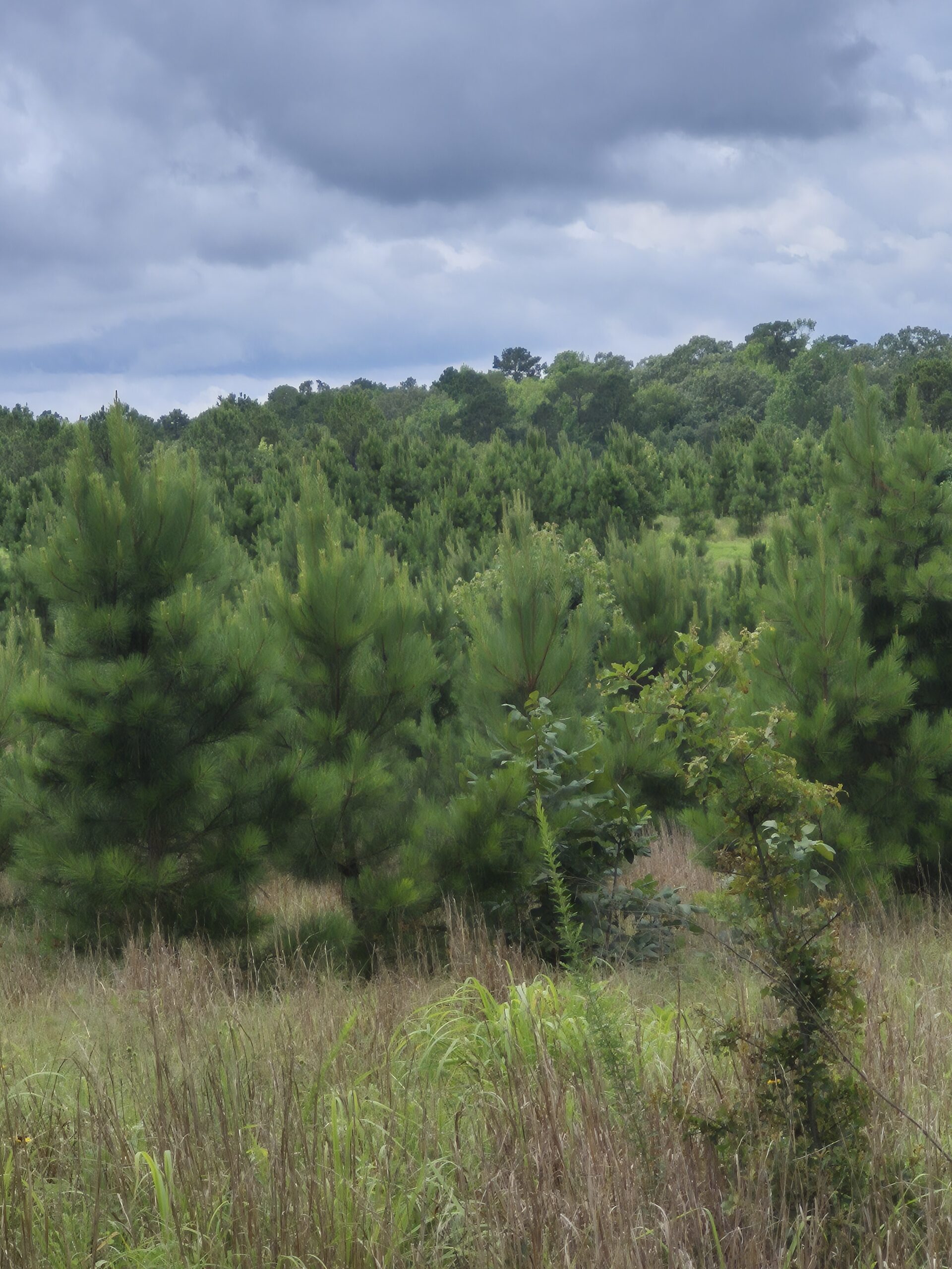 Recreational/Whitetail and hunting property with income producing pine timber