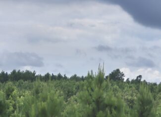 Recreational/Whitetail and hunting property with income producing pine timber
