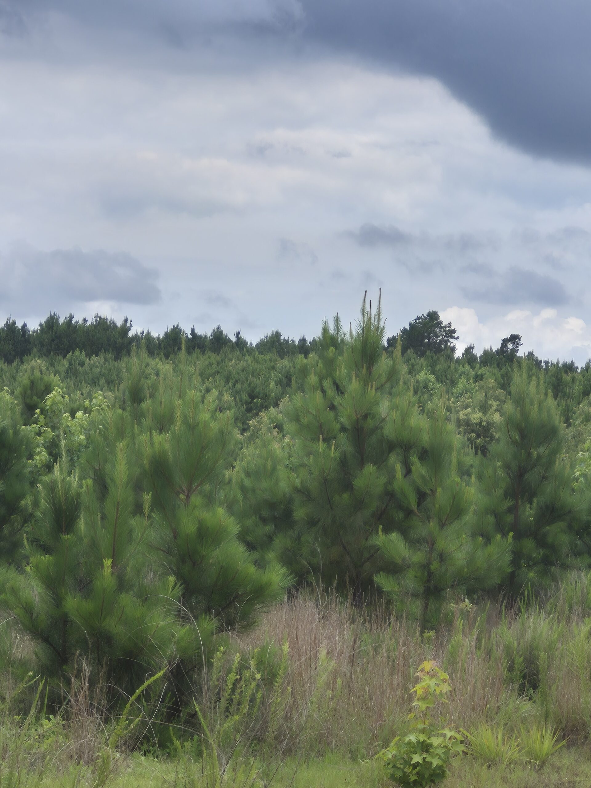 Recreational/Whitetail and hunting property with income producing pine timber