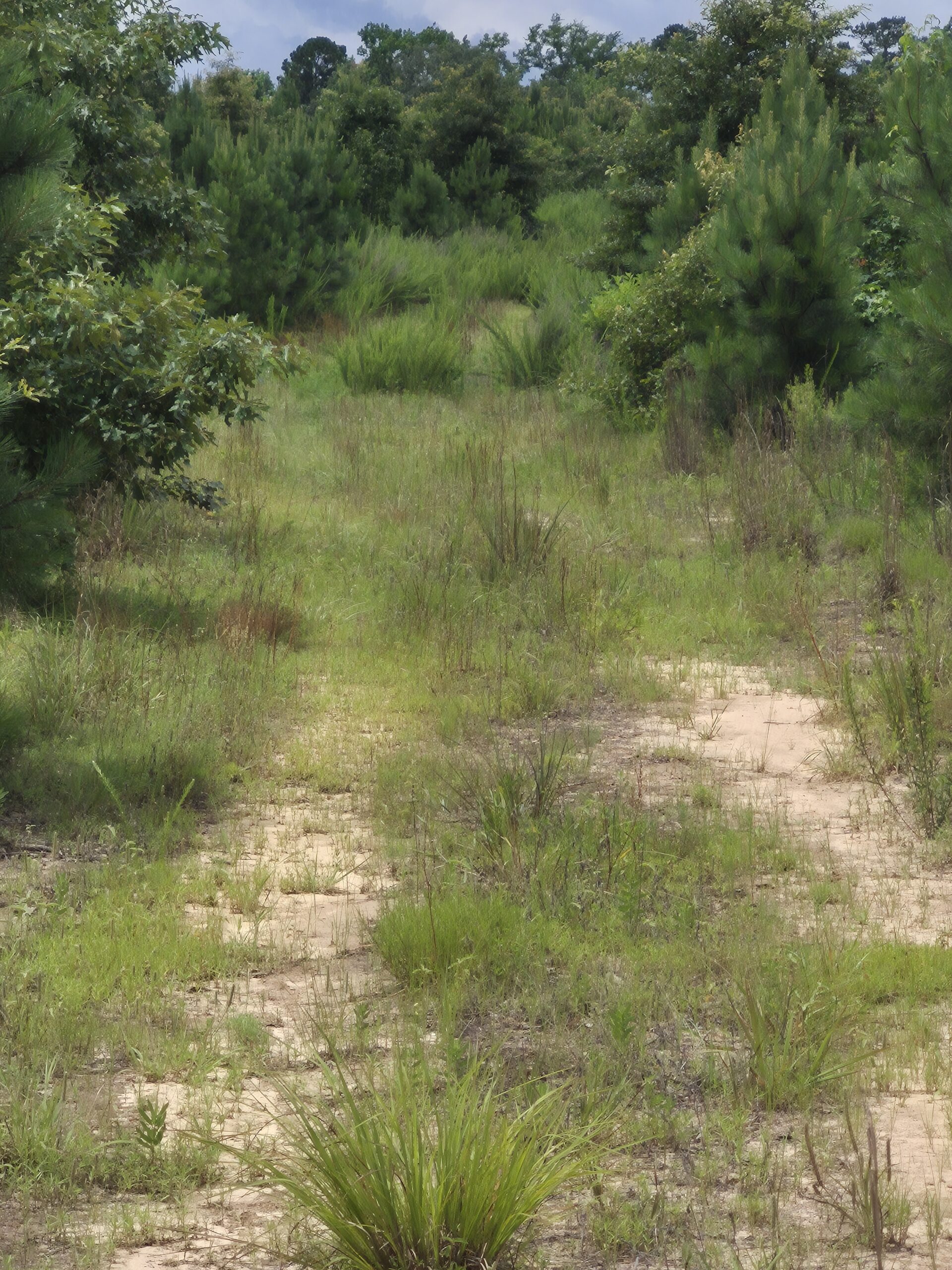 Recreational/Whitetail and hunting property with income producing pine timber