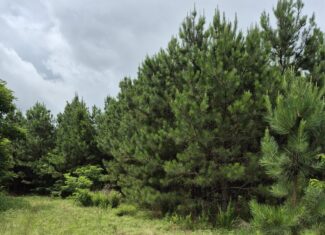 Recreational/Whitetail and hunting property with income producing pine timber