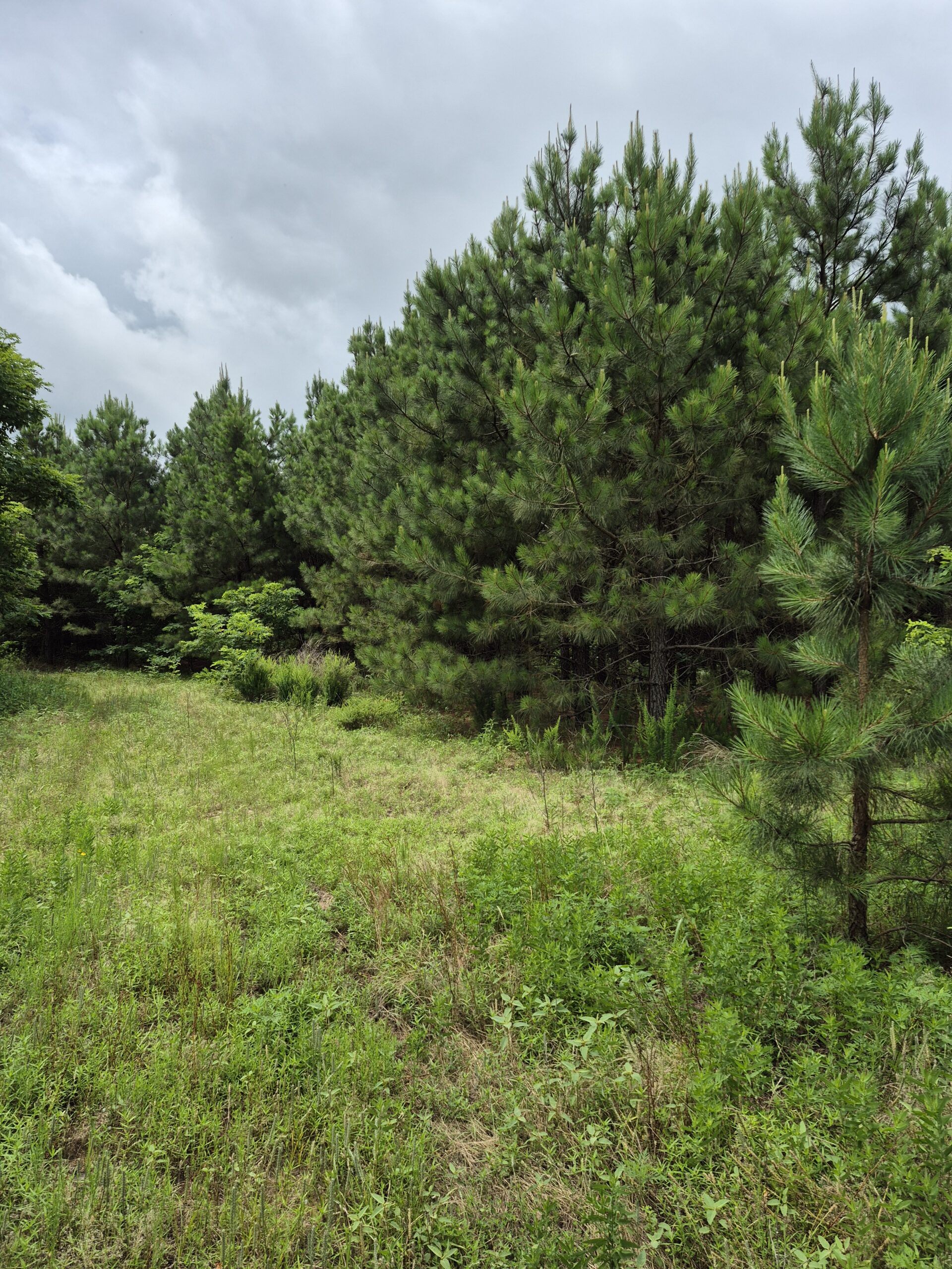 Recreational/Whitetail and hunting property with income producing pine timber
