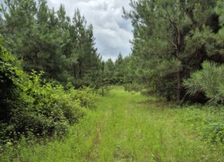 Recreational/Whitetail and hunting property with income producing pine timber