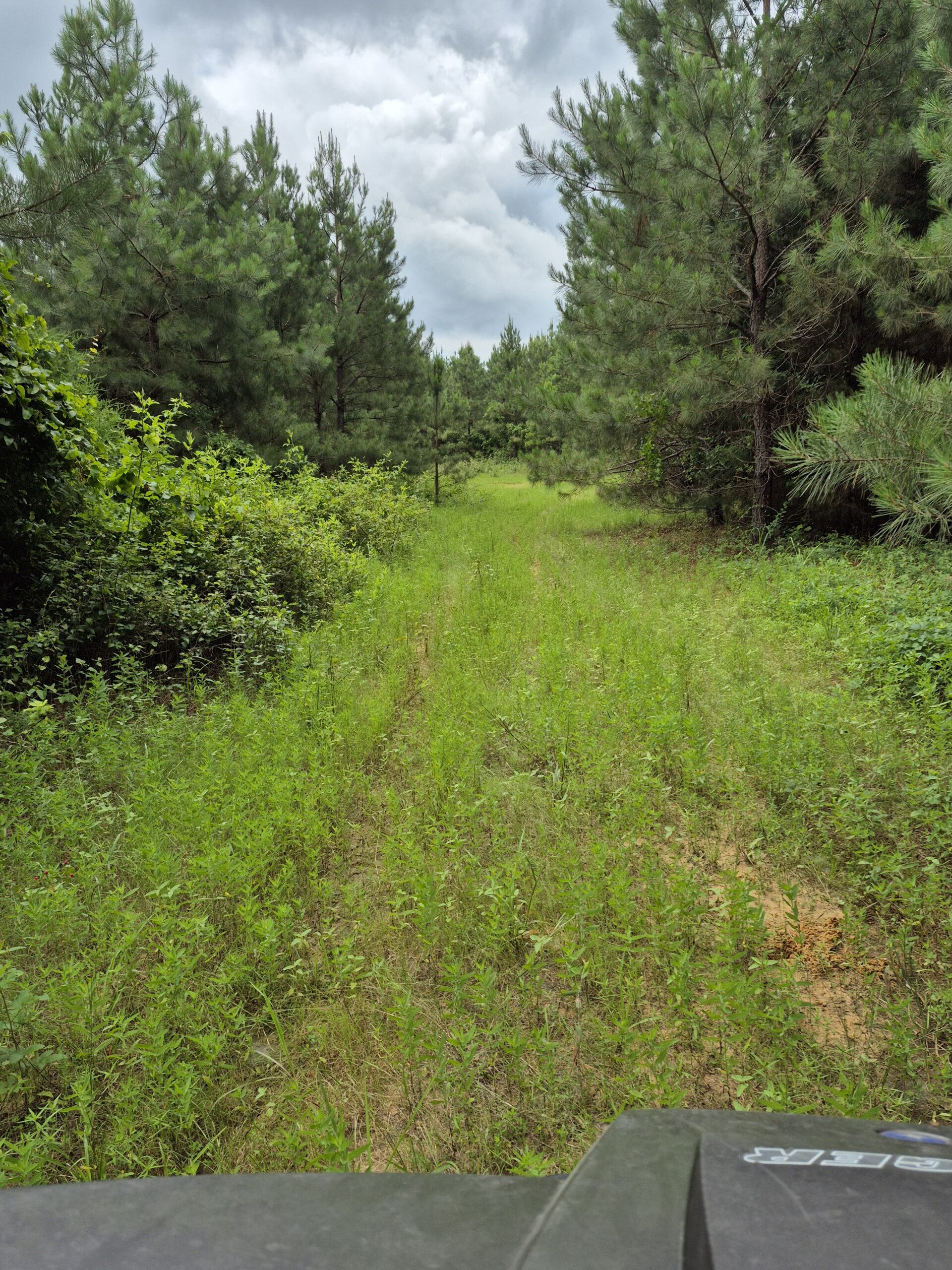 Recreational/Whitetail and hunting property with income producing pine timber