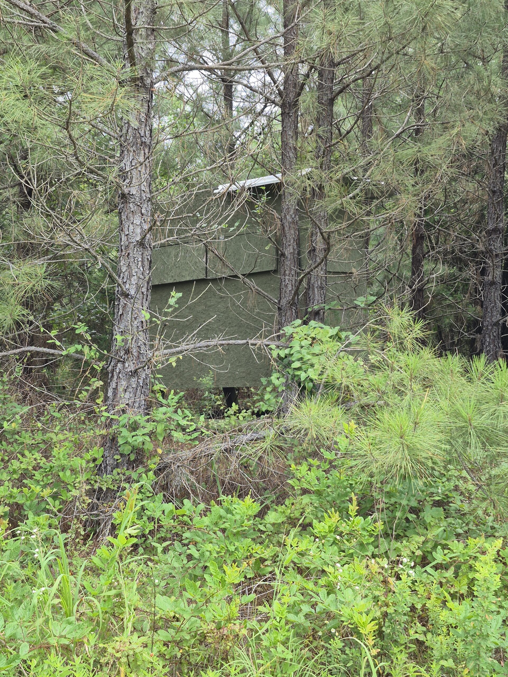 Recreational/Whitetail and hunting property with income producing pine timber