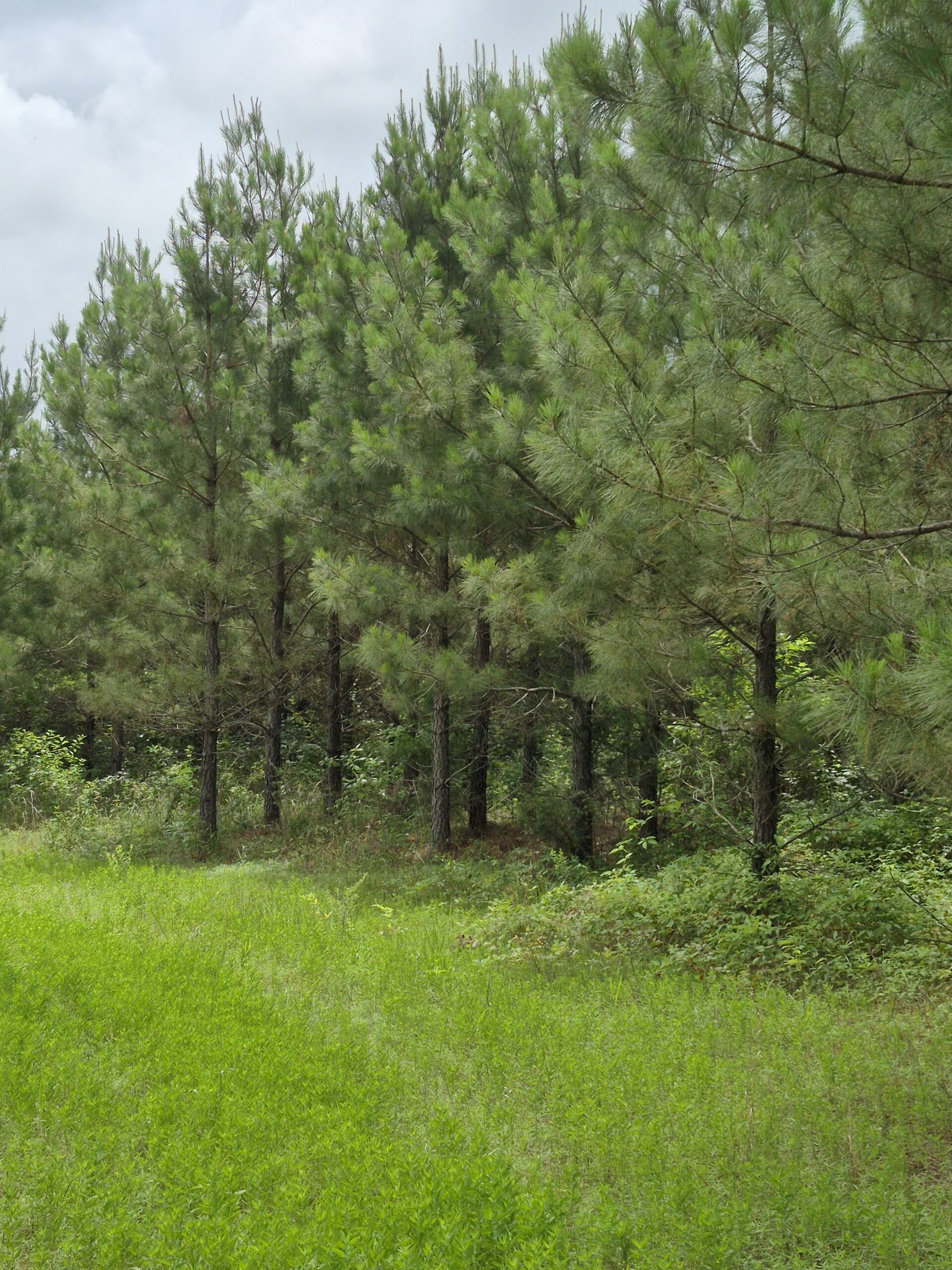 Recreational/Whitetail and hunting property with income producing pine timber