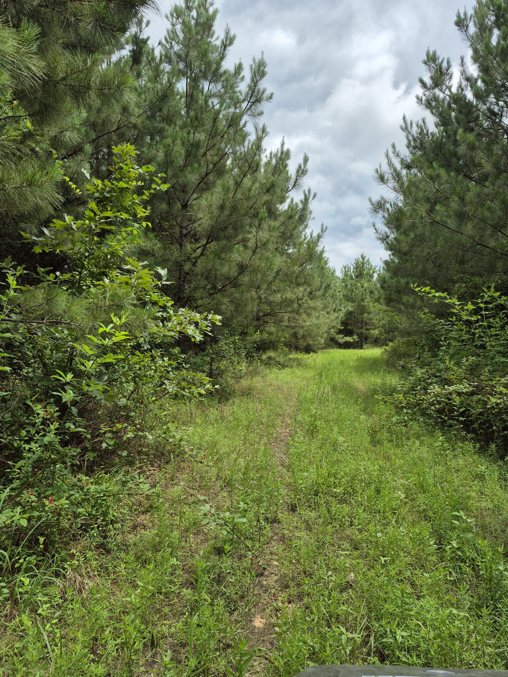 Recreational/Whitetail and hunting property with income producing pine timber