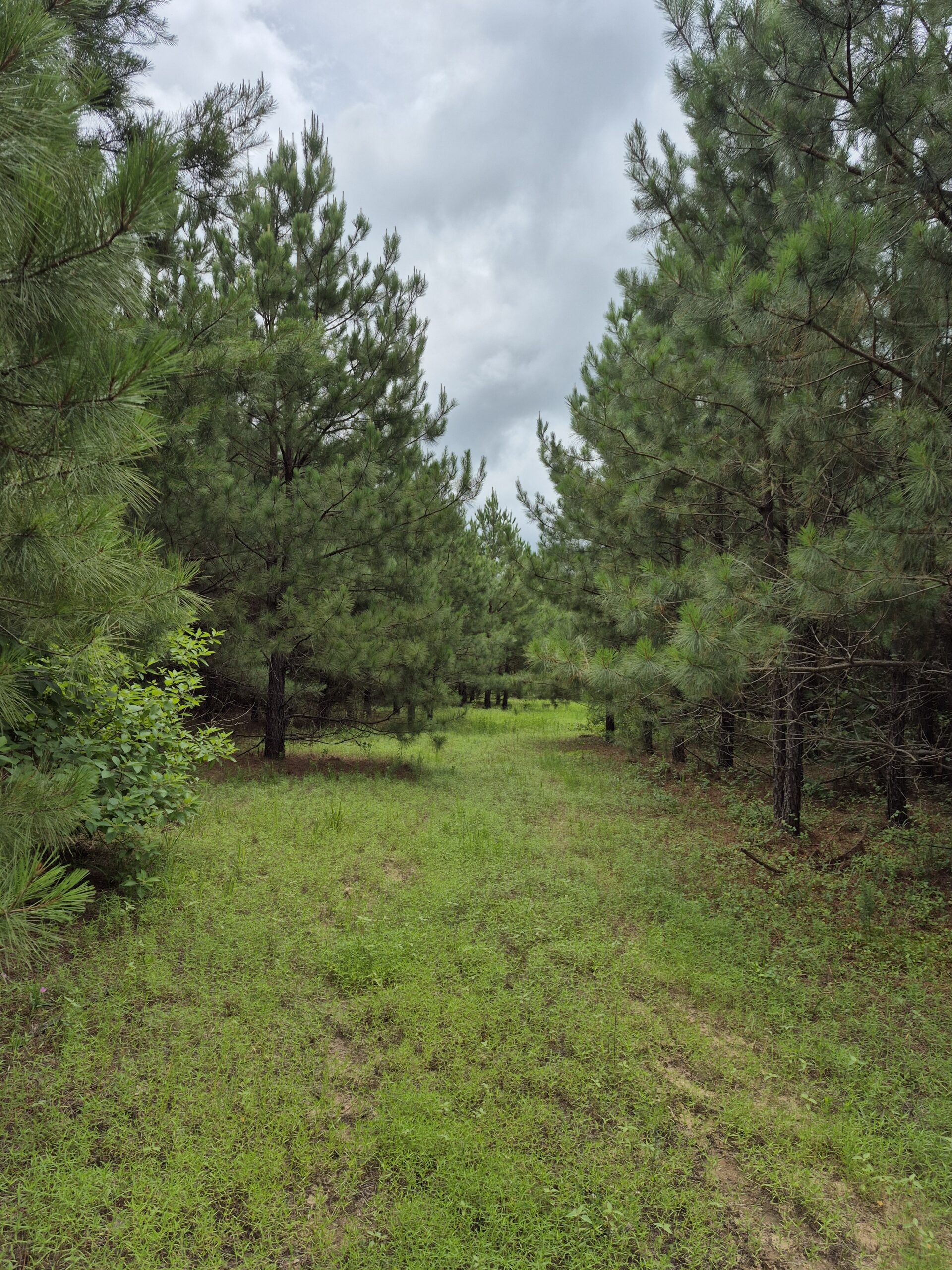 Recreational/Whitetail and hunting property with income producing pine timber