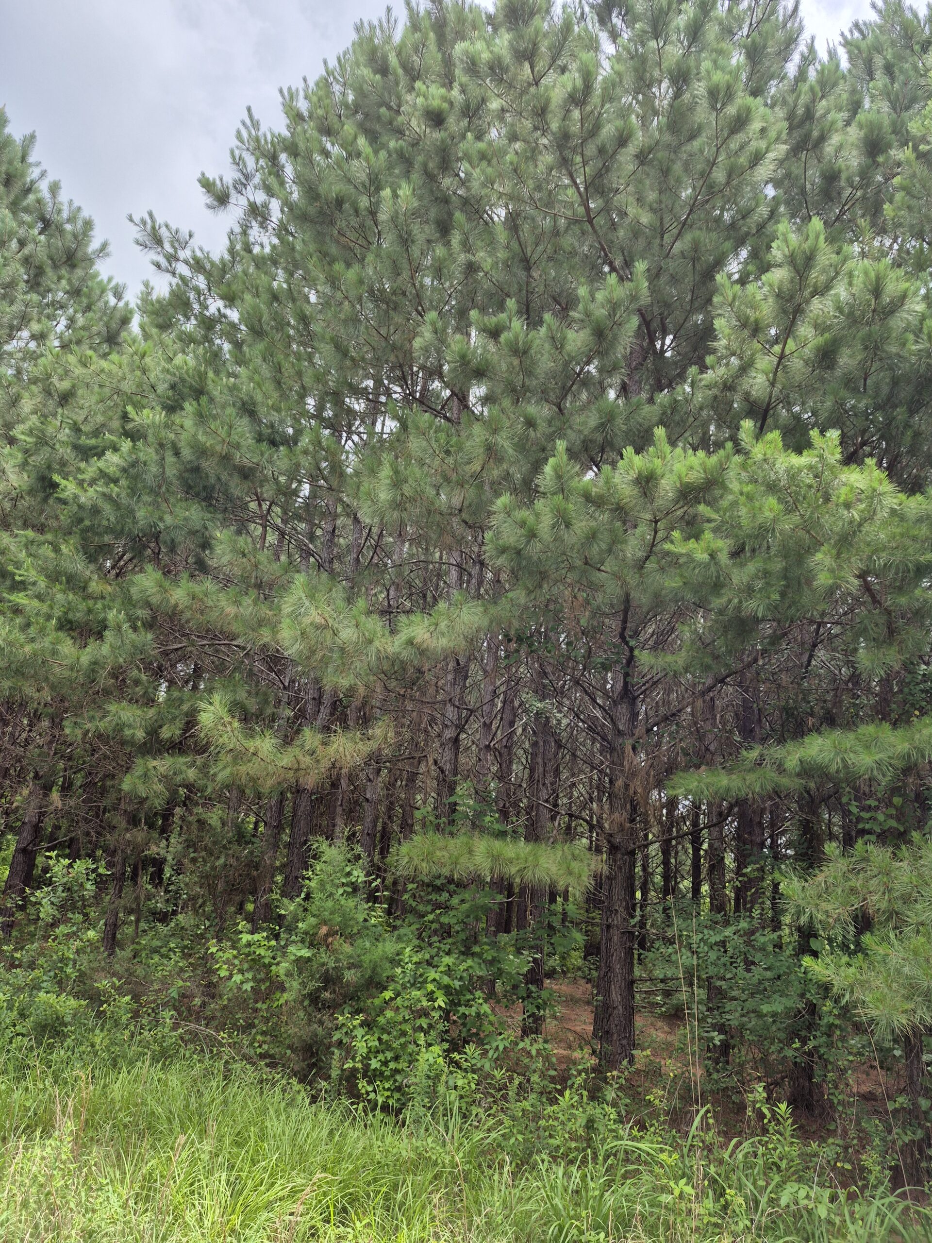 Recreational/Whitetail and hunting property with income producing pine timber