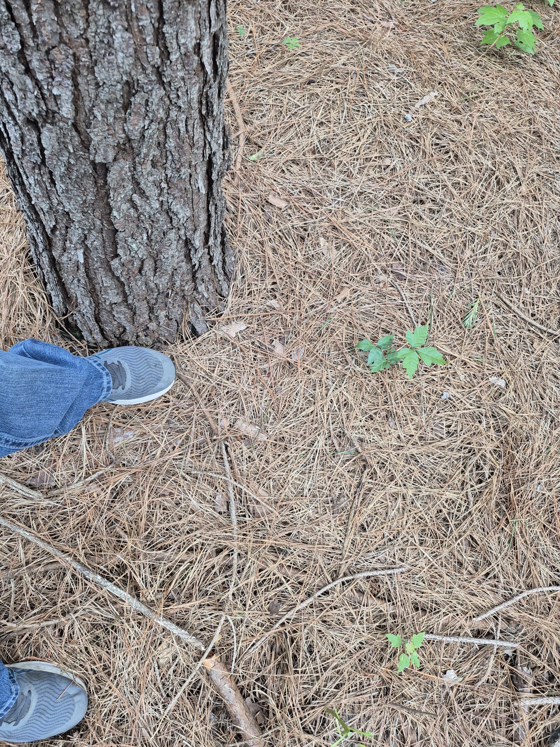 Recreational/Whitetail and hunting property with income producing pine timber