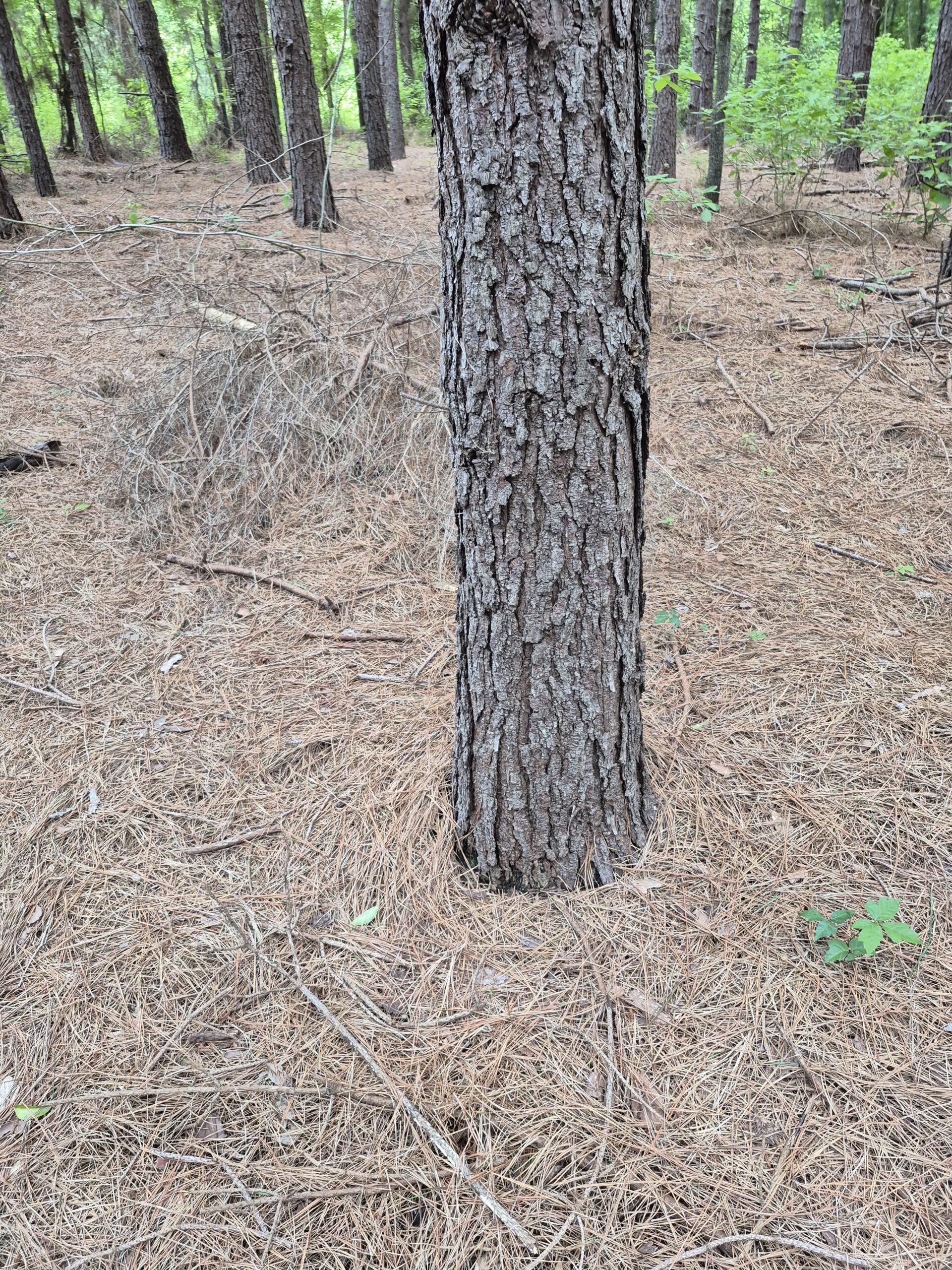 Recreational/Whitetail and hunting property with income producing pine timber