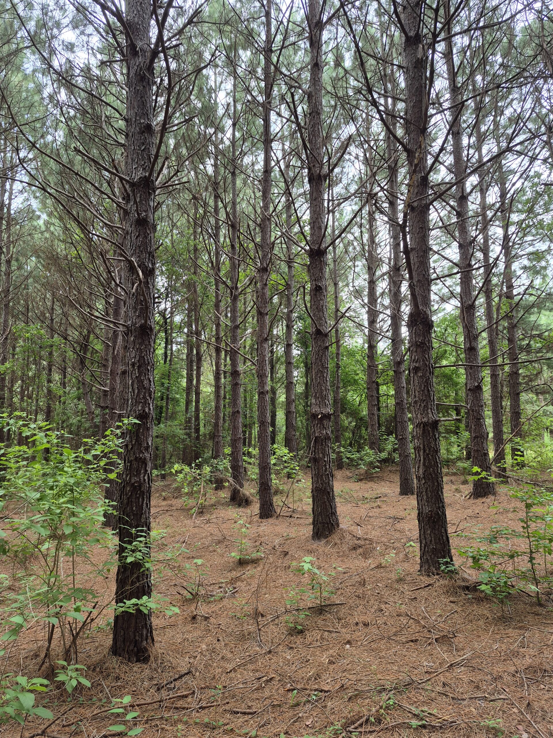 Recreational/Whitetail and hunting property with income producing pine timber