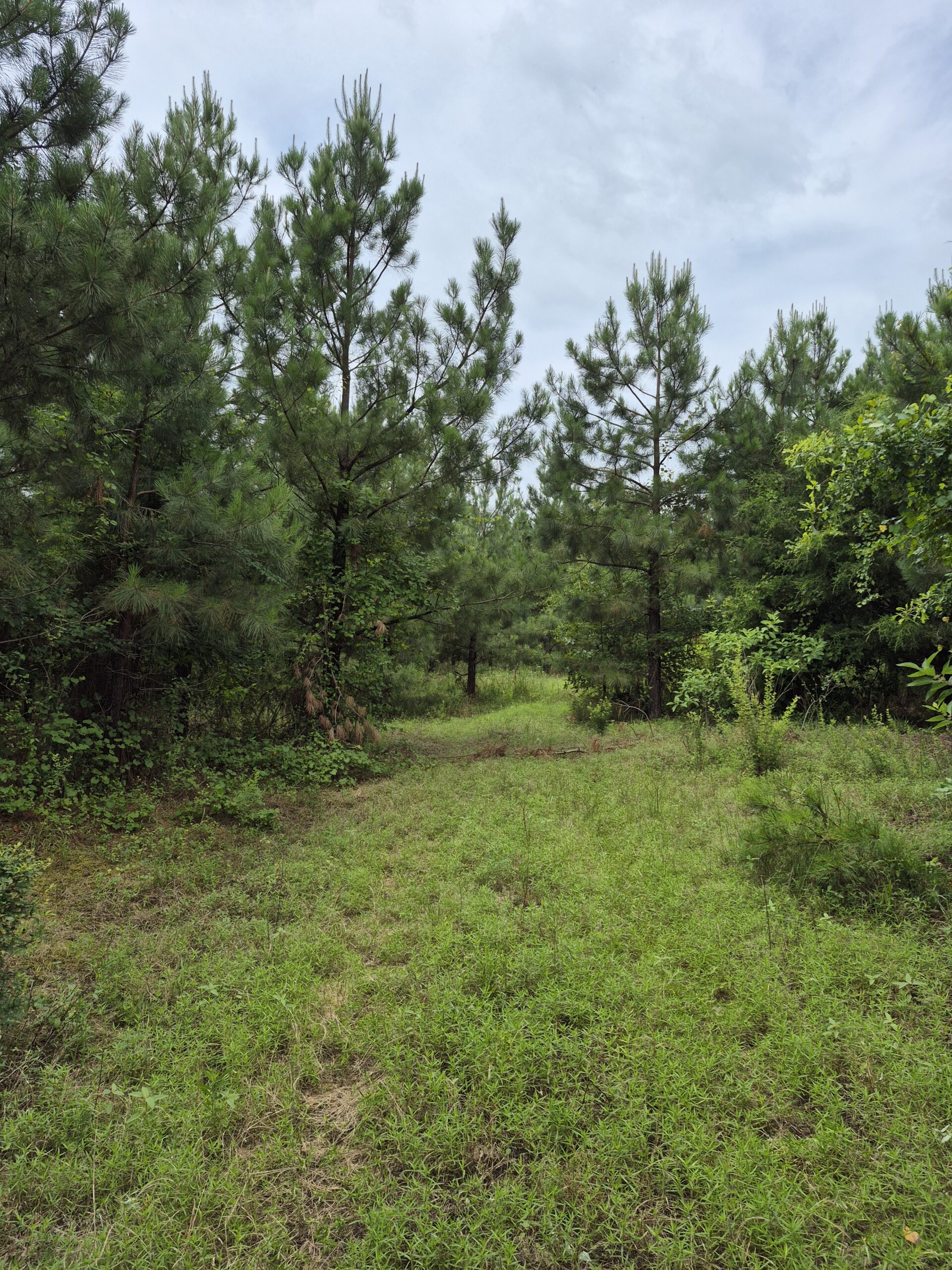 Recreational/Whitetail and hunting property with income producing pine timber